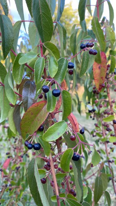 Frutos de Aristotela Chilensis